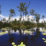 A calm pond with floating lily pads reflects tall trees under a clear blue sky; a bird flies overhead.